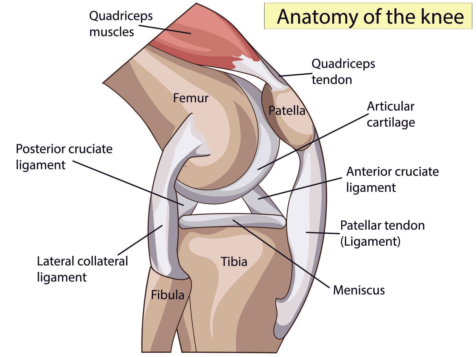 Introduction To The Knee Joint Orthopaedic Surgeon Dr A Theodorides