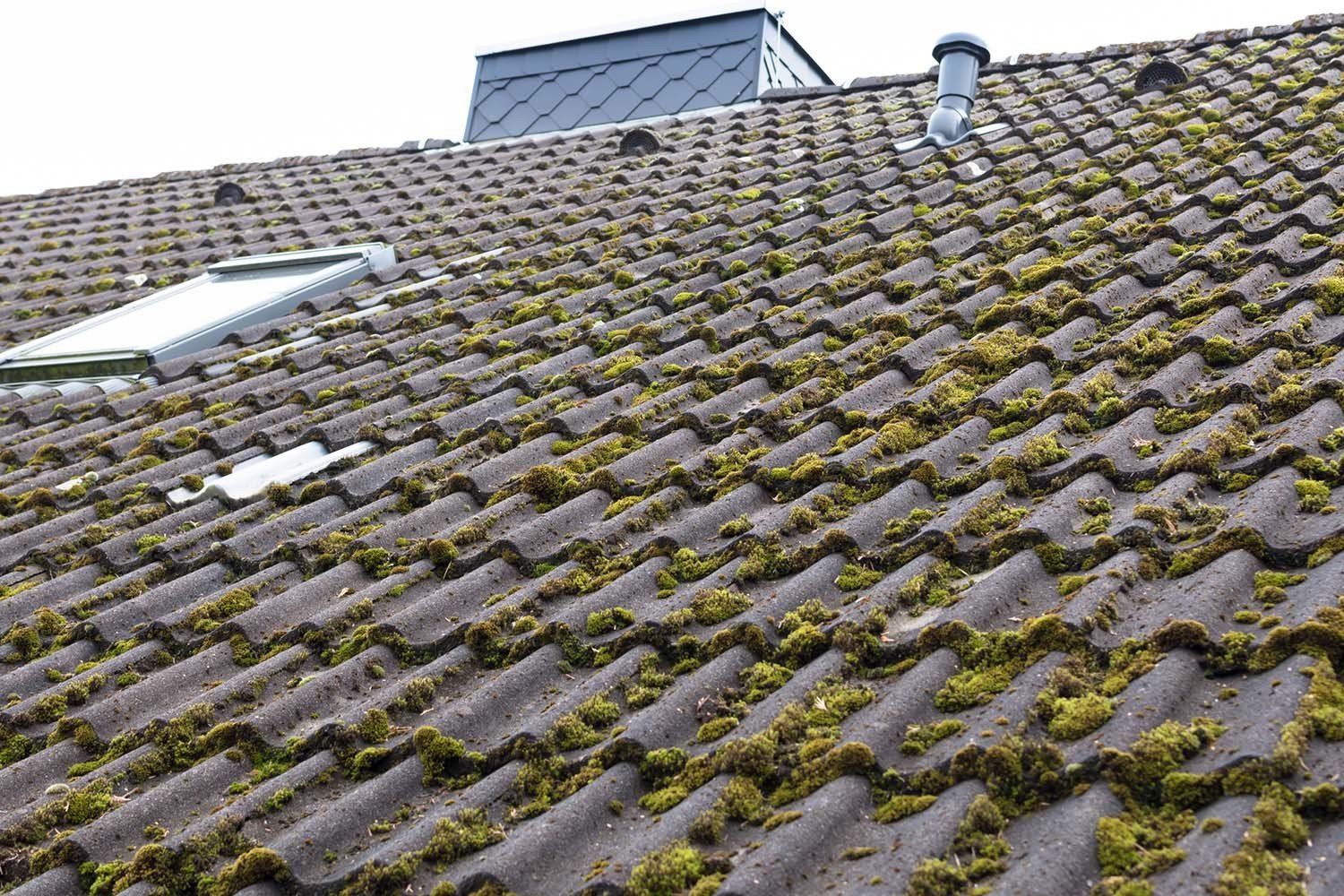 Ways Birds Damage Roofs And What To Do About It