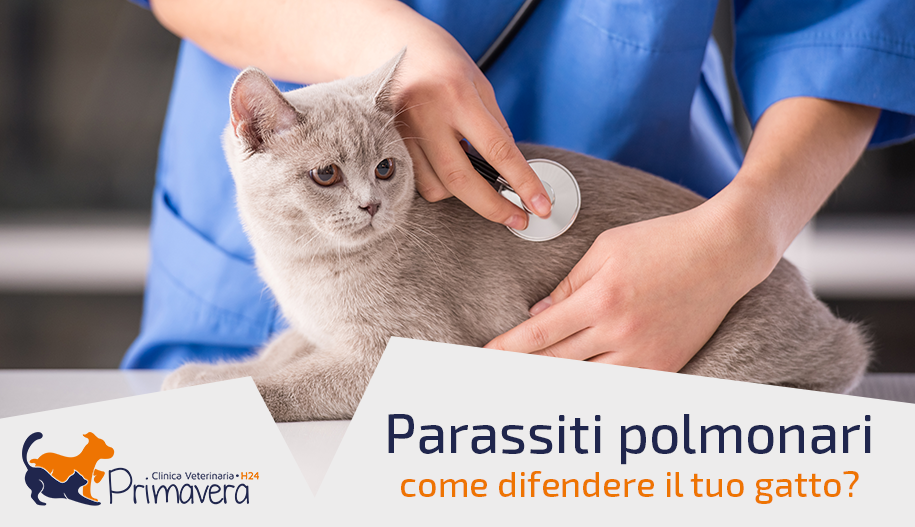 Sterilizzazione Della Gatta Dubbi E Risposte