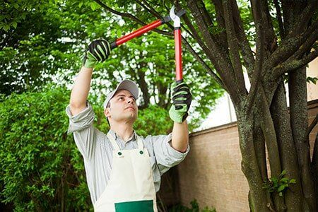 Tree Lopping Casino Nsw