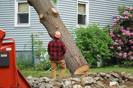 Casino Tree Lopping