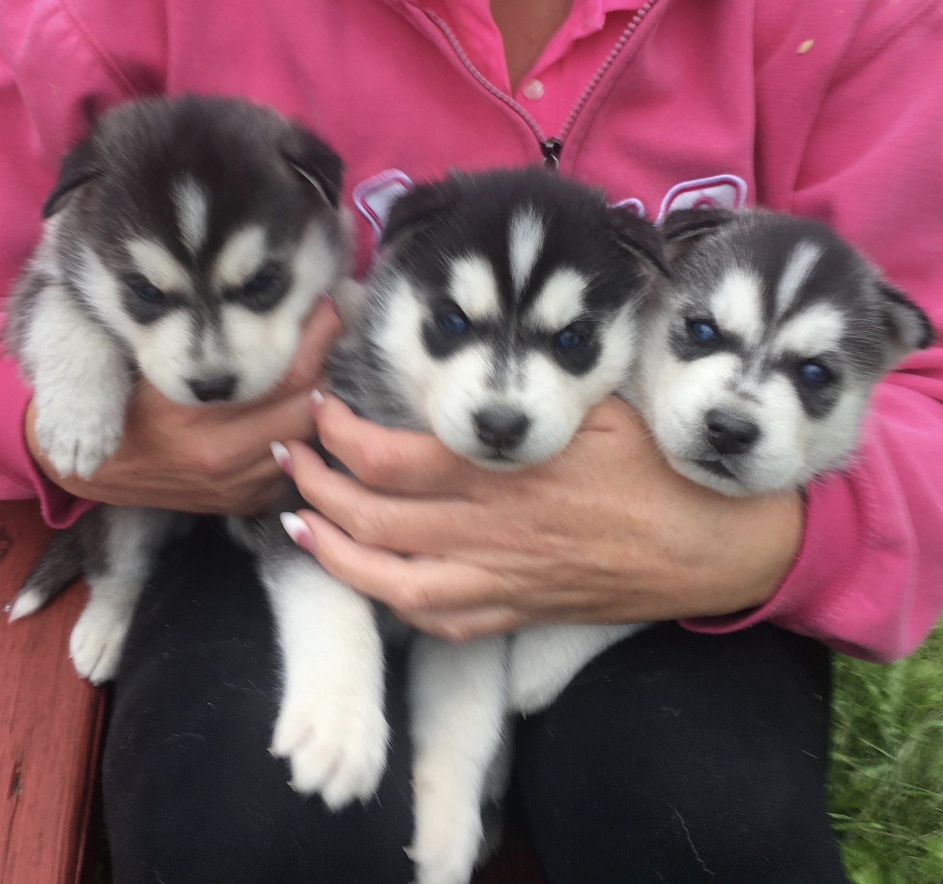 Puppies Sale|Champion Blood Lines|MidwestCtrySiberians