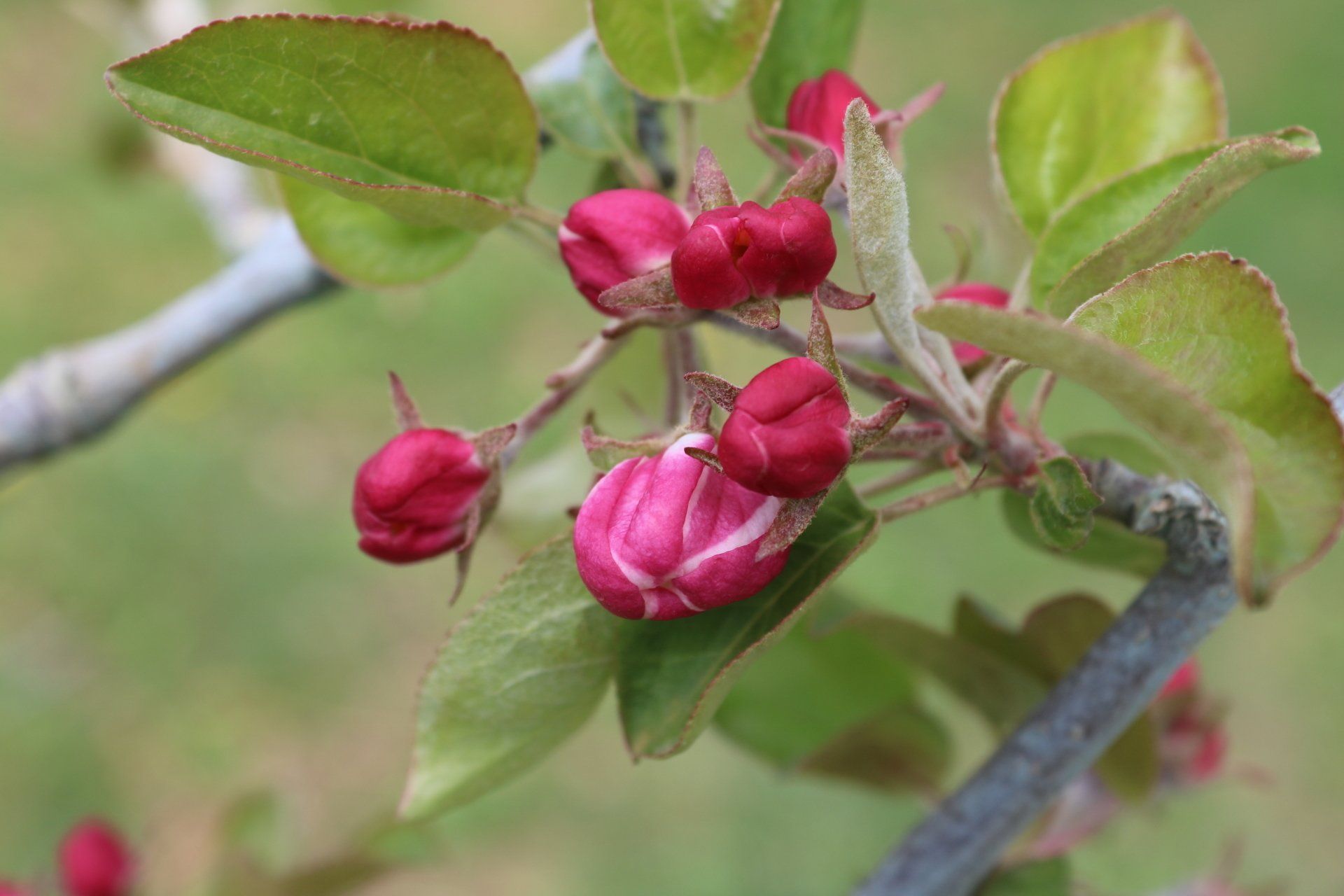 Minnesota Apple Growers Association