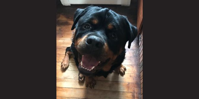 giant rottweiler teddy