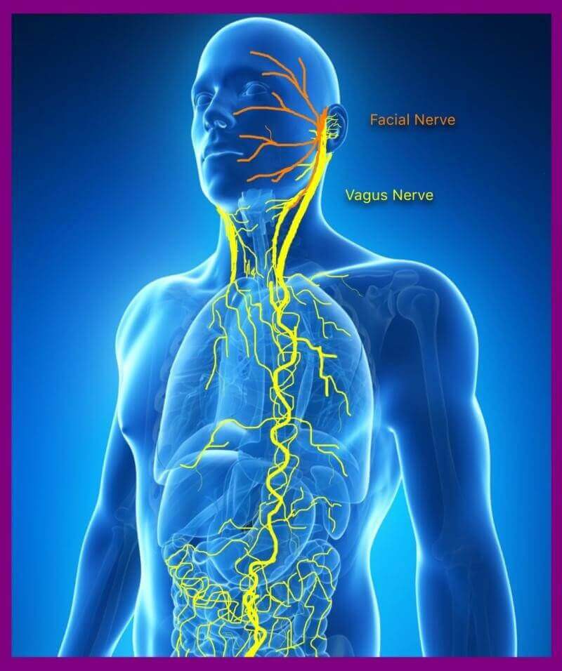 Meditation and the polyvagal theory