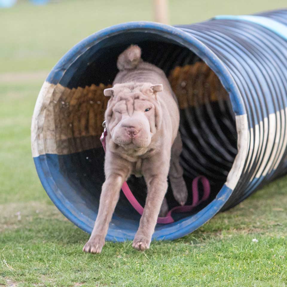 barehams dog training