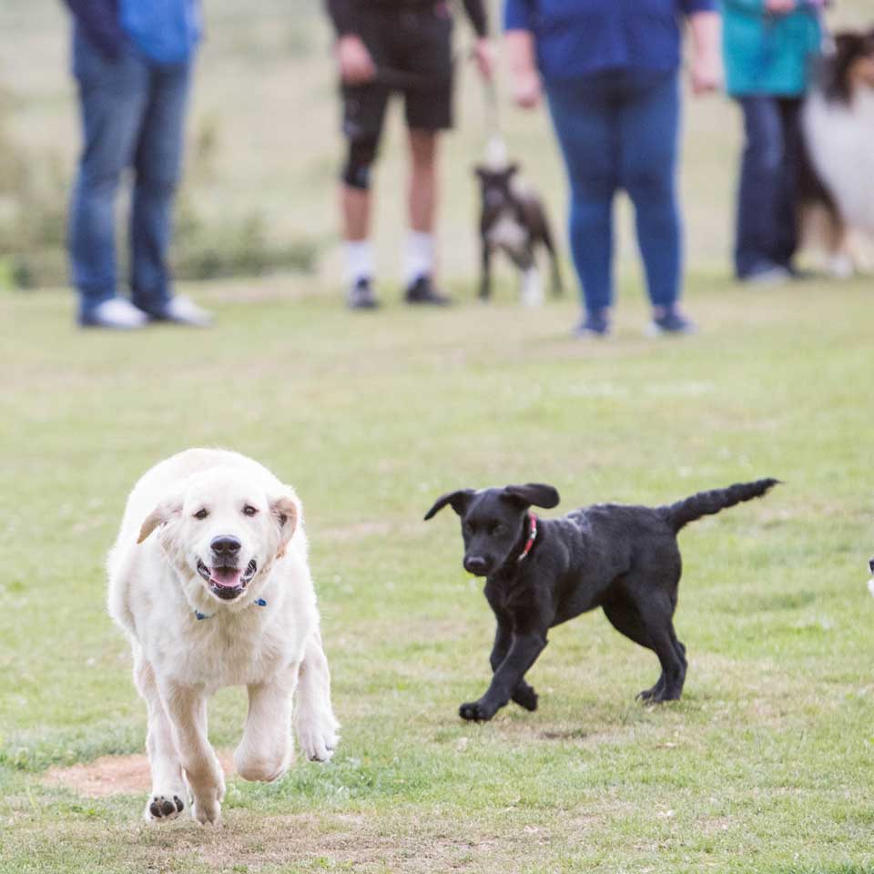 bareham kennels dog training