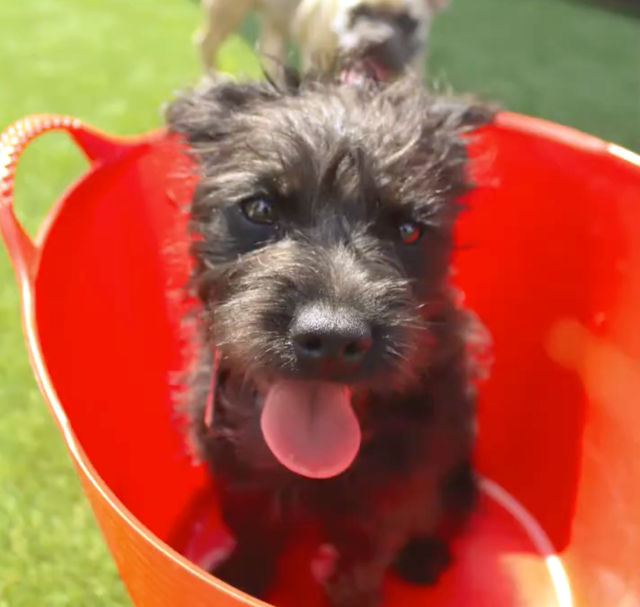 dog daycare for small dogs