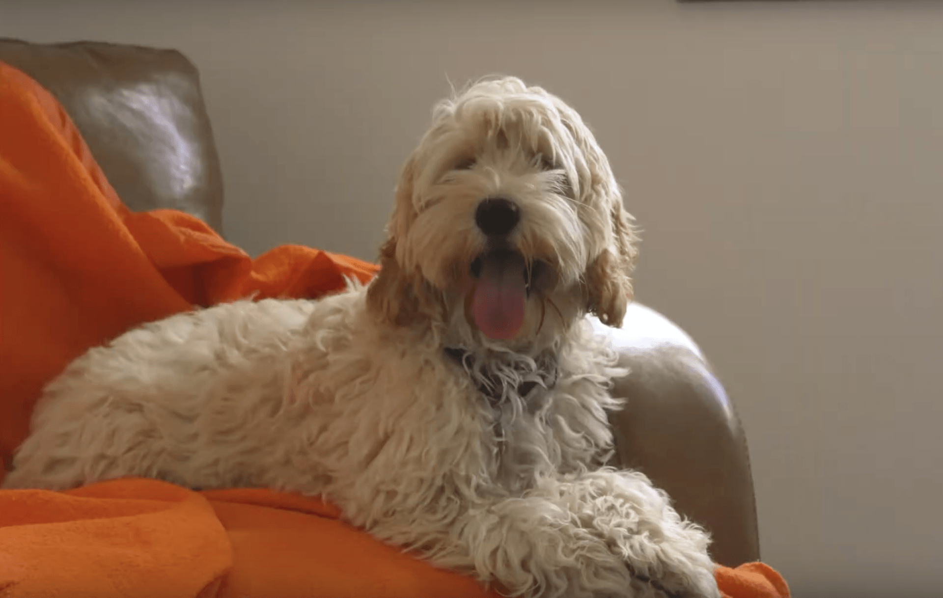 barehams dog training