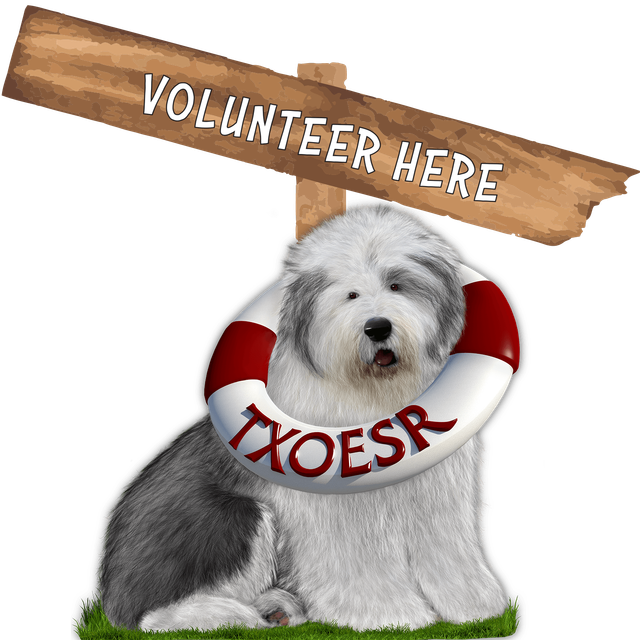 english sheepdog rescue near me
