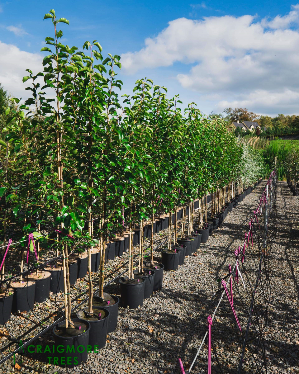 Tree suppliers Craigmore Trees