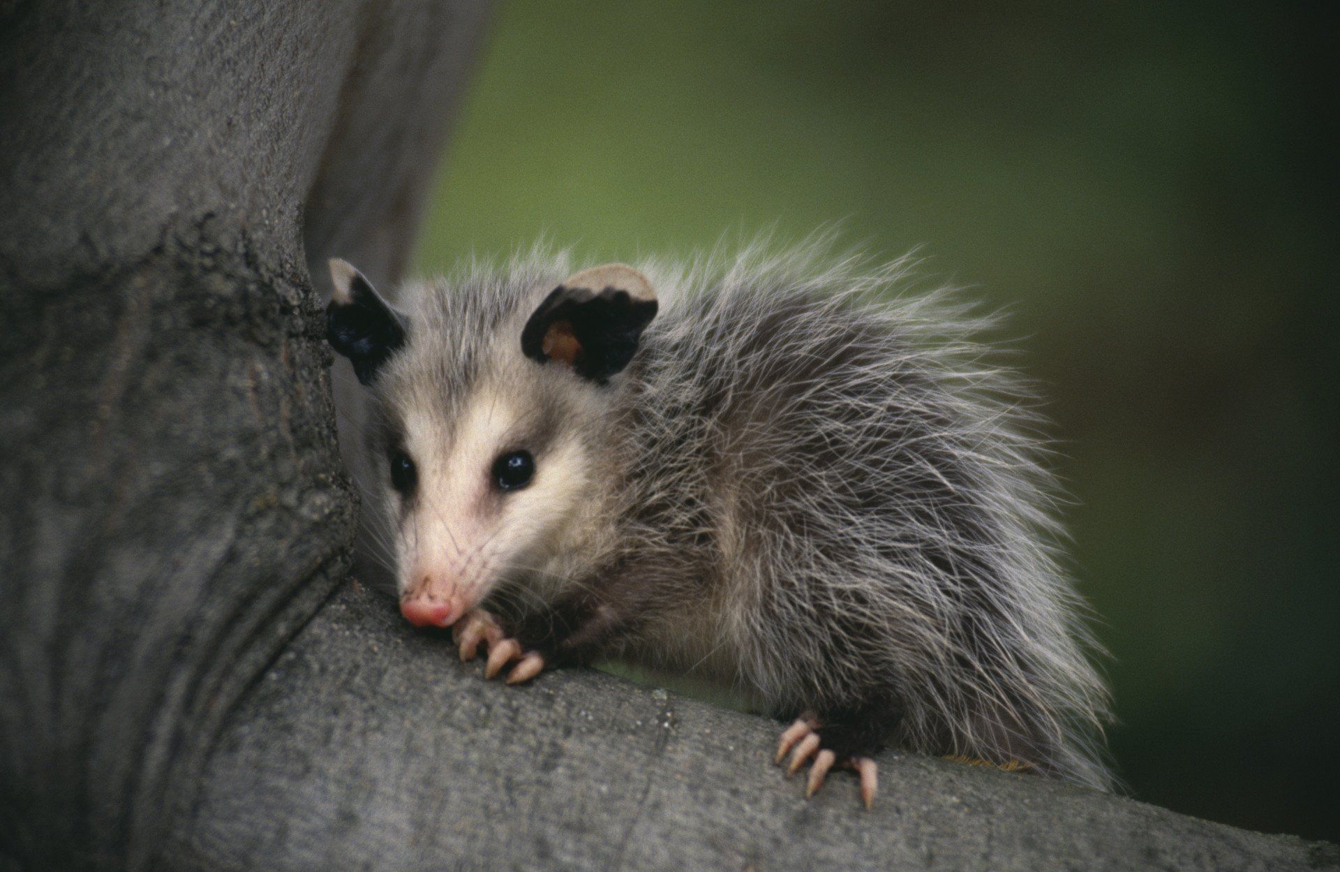 Animal Control - Uniontown, PA - Vermin Control