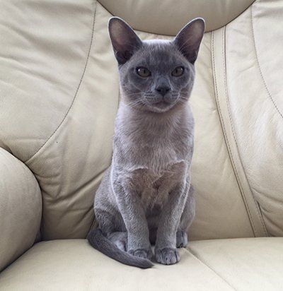 grey burmese kitten