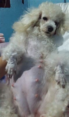 pregnant toy poodle