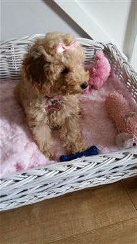 shaved toy poodle
