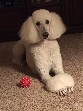 miniature poodle intelligence