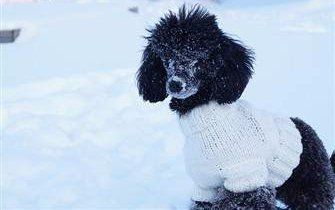 poodle sweaters