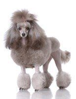 dark grey poodle