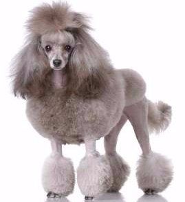 small poodle