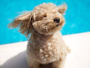 do toy poodles bark