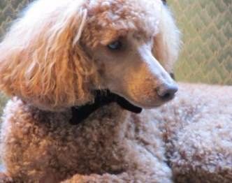 brush for poodles hair