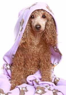 dog conditioner for poodles