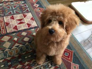 6 week old toy poodle