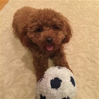 goldendoodle tear stains