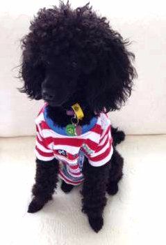 toy poodle clothes