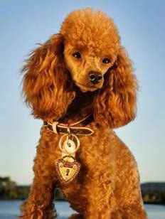 ginger miniature poodle