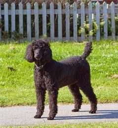 toy poodle age calculator
