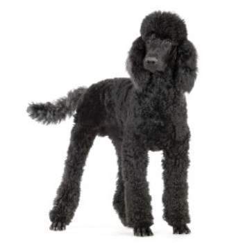 large standard poodles for sale