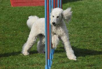 mini standard poodle