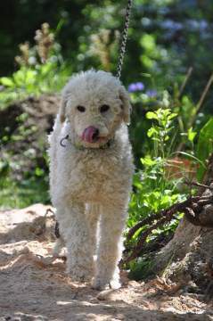 small standard poodle