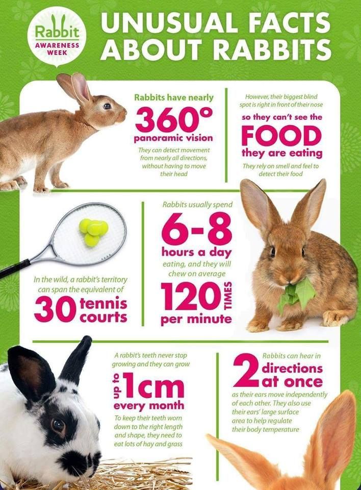 Pakenham Windmill Rabbit Awareness Week