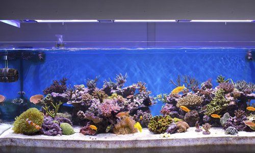 buy cold water fish