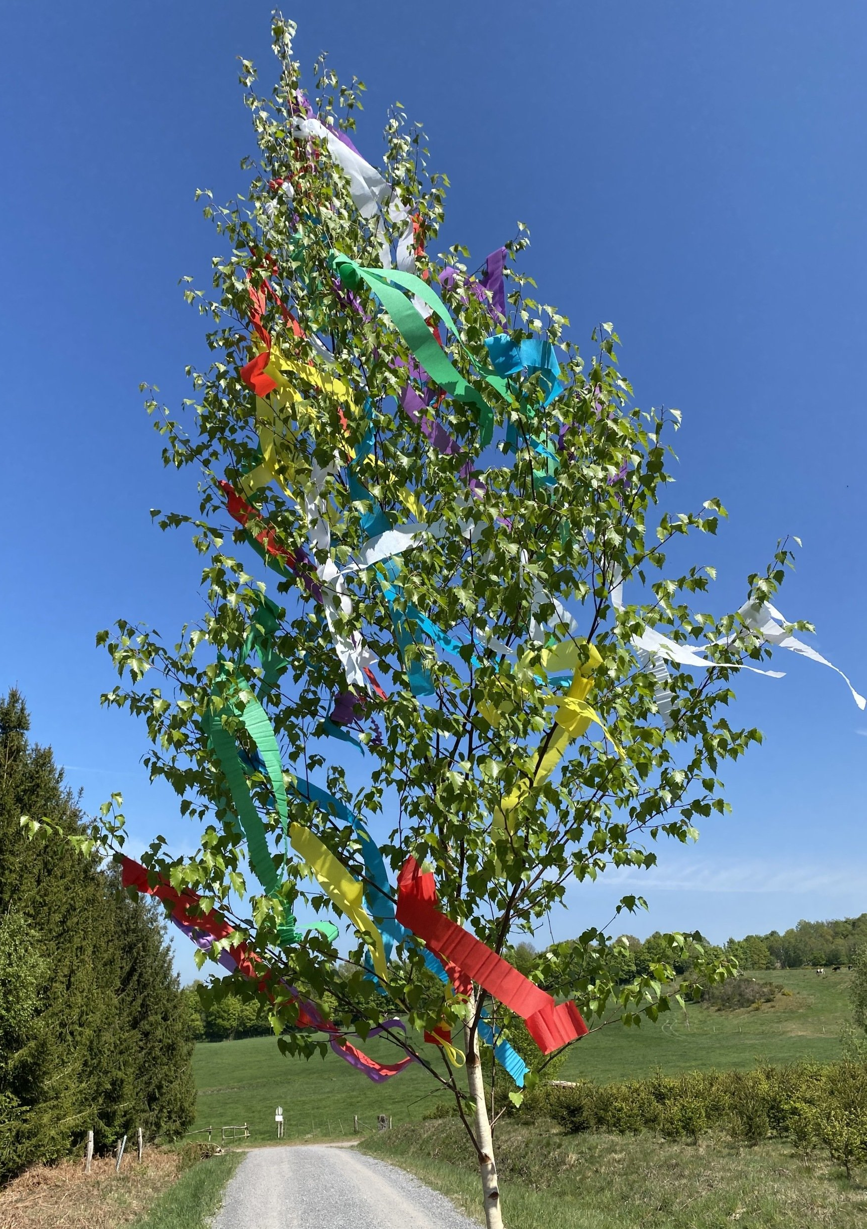Maibaum Aufstellen Anleitung