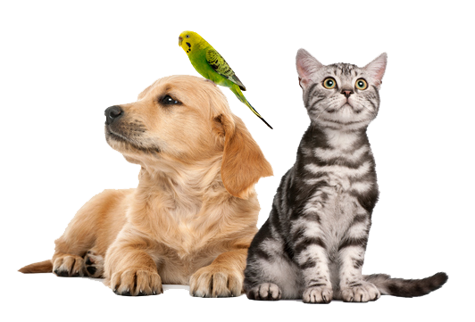 pet world puppies for sale