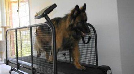 fit fur life treadmill for sale