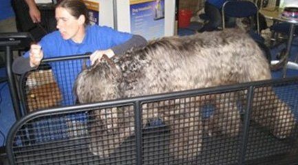 fit fur life treadmill for sale