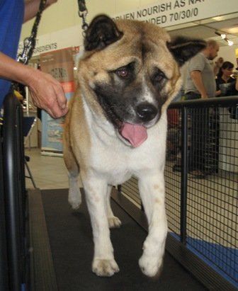 State-Of-The-Art Dog Exercise Equipment