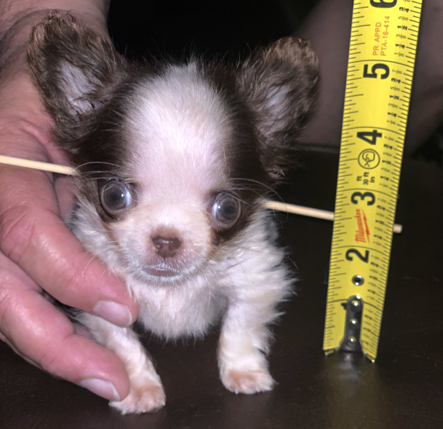 tiniest dog ever