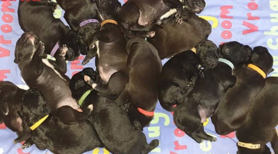 great-dane-s-large-litter-19-puppies