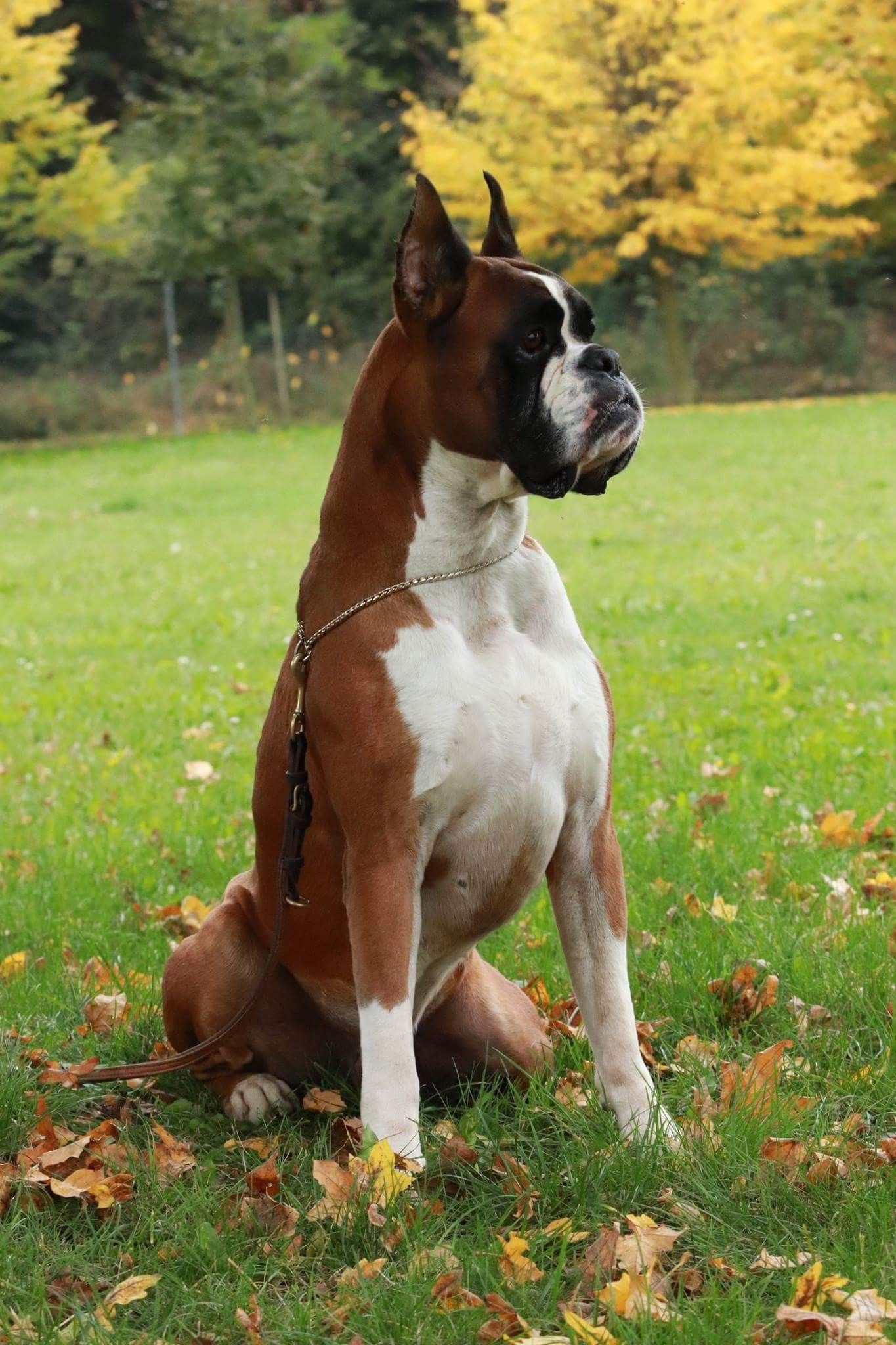 Boxer en Venta Criadero Boxer.mx