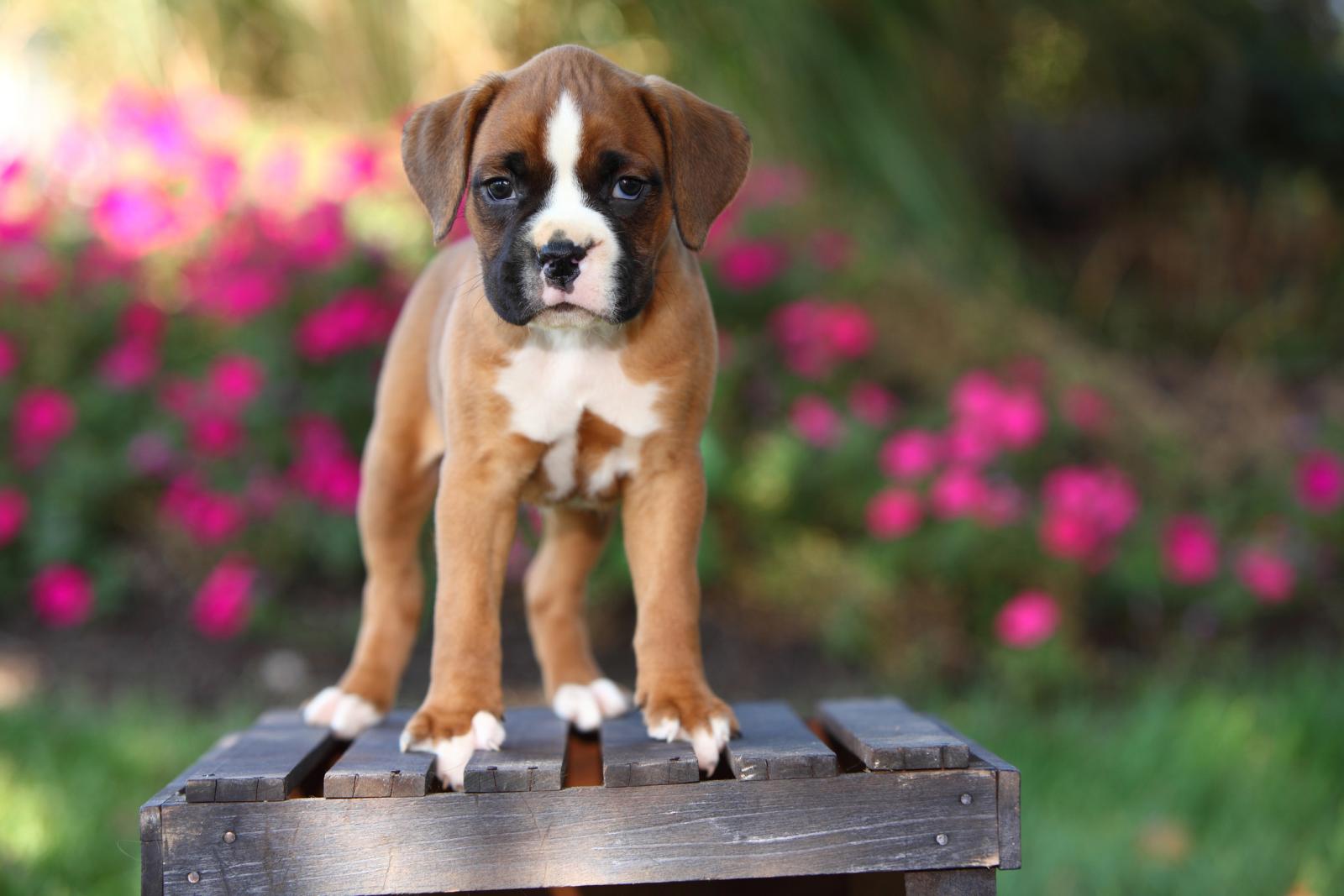 Cachorros boxer con pedigree Criadero Boxers.mx
