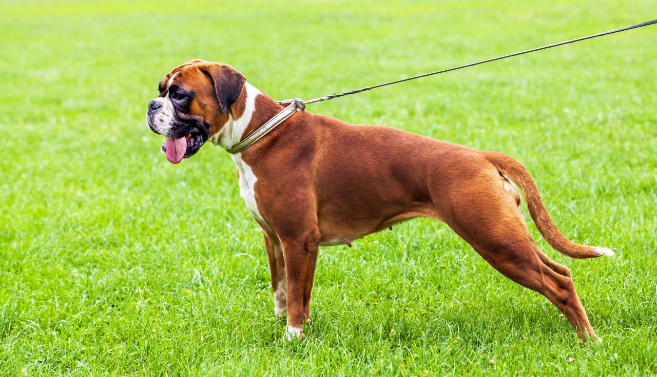 Cachorros boxer con pedigree Criadero Boxers.mx