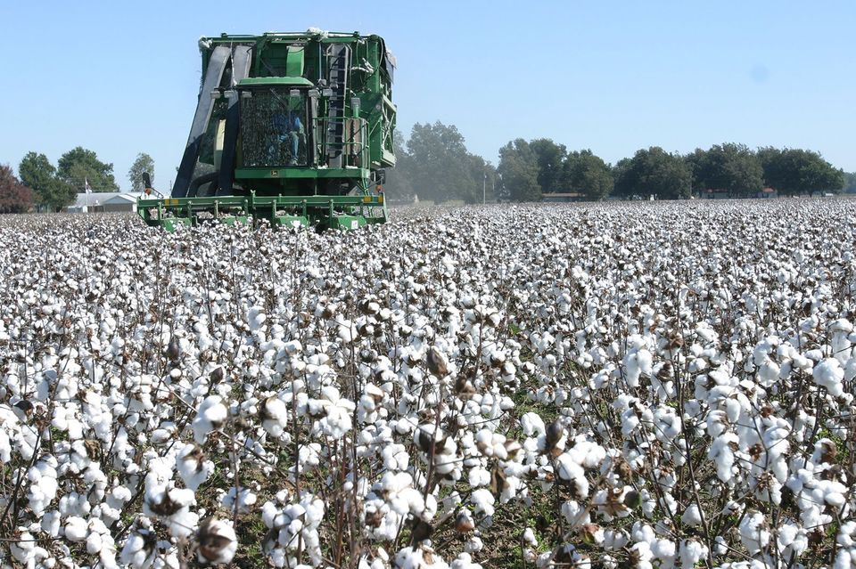 Calls to ban cotton exports to rescue MurrayDarling