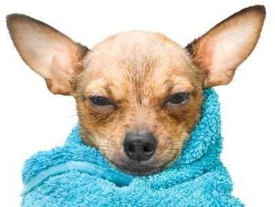 home remedies for chihuahua skin problems