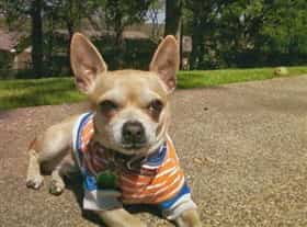 how old is my chihuahua in dog years