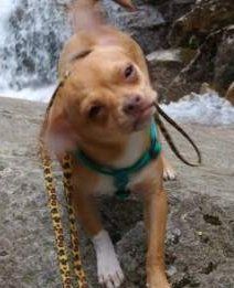 best leash for chihuahua